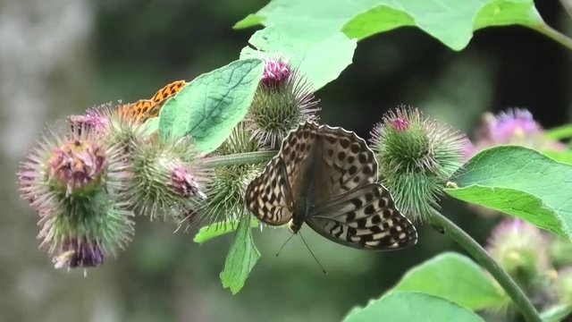farfalla, argynnis, maschio e femmina