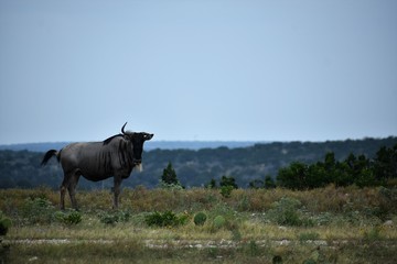 close up of a Wildebeest
