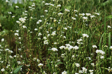 Fototapeta premium flower