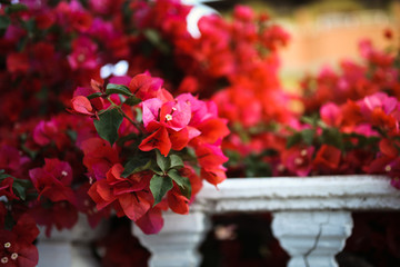 Fototapeta na wymiar Red flowers and white stone fence in the garden