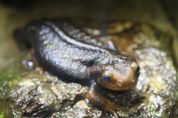 A small newt sits in a terrarium