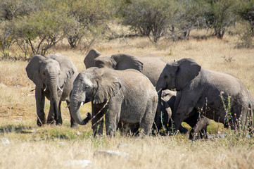 Fototapeta premium game safari im etosha nationalpark namibia