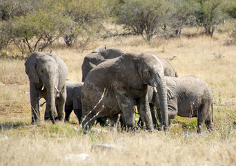 game safari im etosha nationalpark namibia