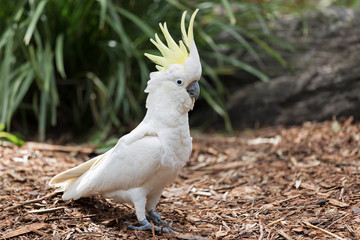 The Sulphur-Crested Cockatoo