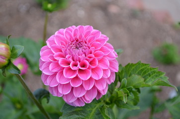 Summer in Nova Scotia: Closeup of Pink 'Mark Lockwood' Dahlia Ball Flower