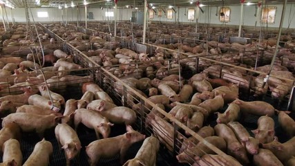 Many Dirty Pigs Inside An Industrial Pig Farm - Powered by Adobe