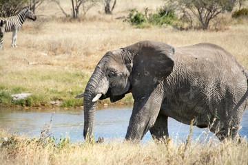 game safari im etosha nationalpark namibia