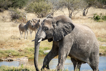 game safari im etosha nationalpark namibia