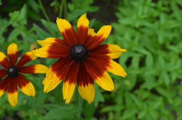 Summer in Nova Scotia: Closeup of Black-Eyes Susan (rudbeckia hirta) Flower