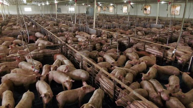 Many Dirty Pigs Inside An Industrial Pig Farm