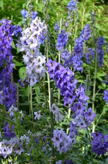 Summer in Nova Scotia: Closeup of Delphinium (Larkspur) Flowers