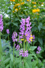 Summer in Nova Scotia: Stachys 'Hummelo' Flowers	