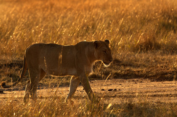 Lioness in the morning light, Masai Mara, Kenya