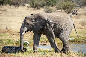 game safari im etosha nationalpark namibia