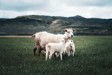 Sheep family on grassfield in Iceland. 
