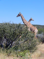 game safari im etosha nationalpark namibia