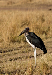 The Marabou Stork in the Savannah grassland, Masai Mara, kenya