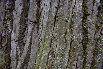 Texture of old oak bark with lichen