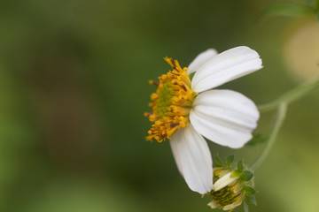 Fototapeta premium flower