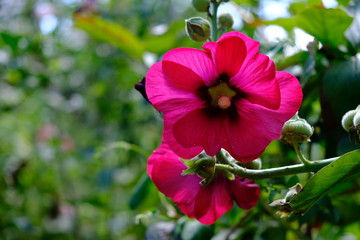 Obraz premium Mallow. Herb with large bright flowers