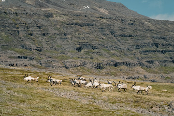  Reindeers seen in the east of iceland