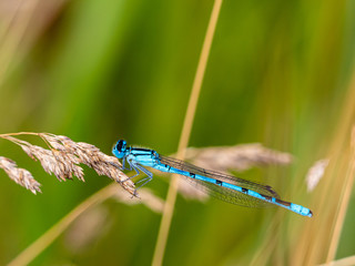 Kleinlibelle - Helm-Azurjungfer - auf Grasähre