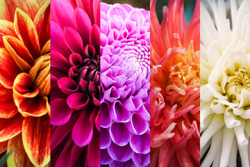 Collage from different pictures of autumn flowers dahlias