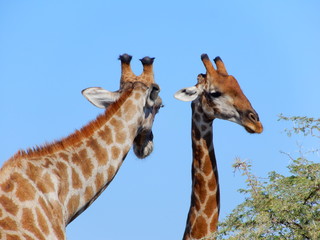 game safari im etosha nationalpark namibia