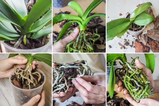 Collage from different pictures of Orchid transplant