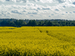 yellow rape field 