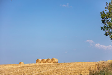 round straw bales lie on the field after the grain harvest