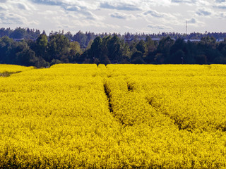 Obraz premium yellow rape field 