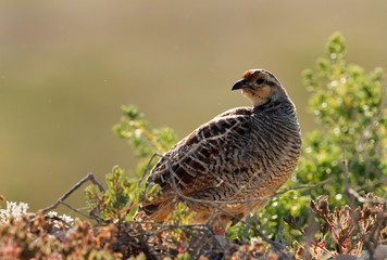 Grey francolin on top of bush, Bahrain  