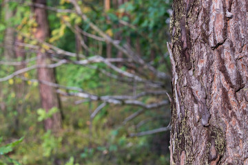 Obraz premium trees in natural forest