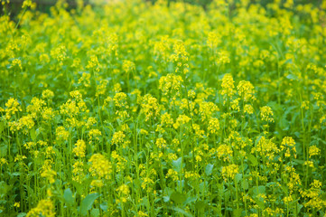 bee collecting honey from mustard flowers in blooming yellow field