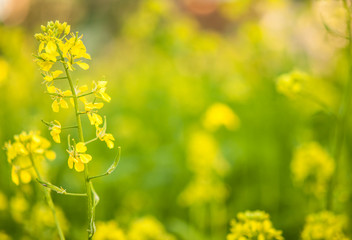 bee collecting honey from mustard flowers in blooming yellow field