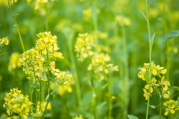 bee collecting honey from mustard flowers in blooming yellow field