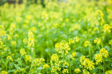 bee collecting honey from mustard flowers in blooming yellow field