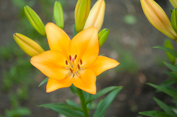 Close up of lily flower