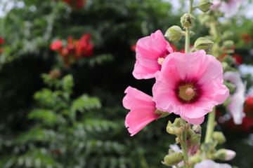 Fototapeta premium Ukrainian national symbol — mallow flower on bright sunny day
