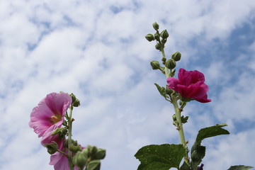 Ukrainian national symbol — mallow flower on bright sunny day