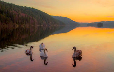 four swans swimming on a local lake in beautiful sunset
