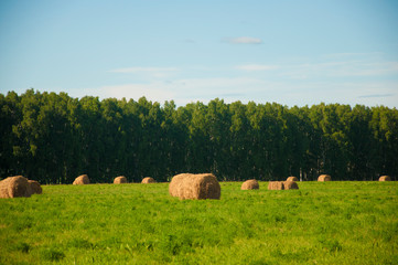 Fototapeta premium Hay bale in field on a hot summer day against the blue sky