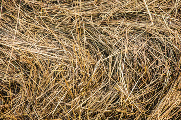 Closeup of hay roll in an agricultural field.