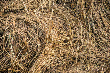 Closeup of hay roll in an agricultural field.