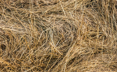 Closeup of hay roll in an agricultural field.