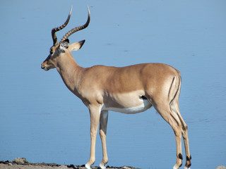 game safari im etosha nationalpark namibia