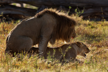 Mating pair at Masai Mara, Kenya