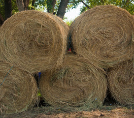Closeup of hay roll in an agricultural field.