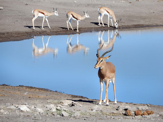 game safari im etosha nationalpark namibia